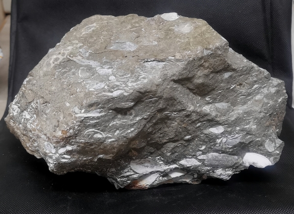 Fossilienkalk